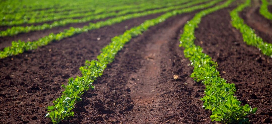 Agro: Como e por que medir a umidade do amendoim?